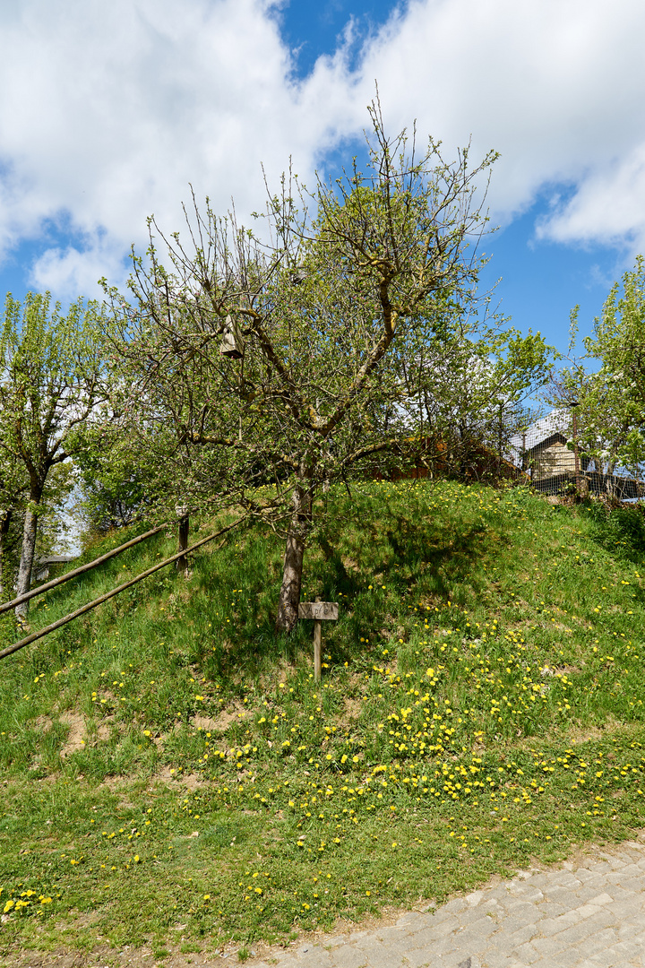 Apfelbaum in der Sonne