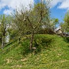 Apfelbaum in der Sonne