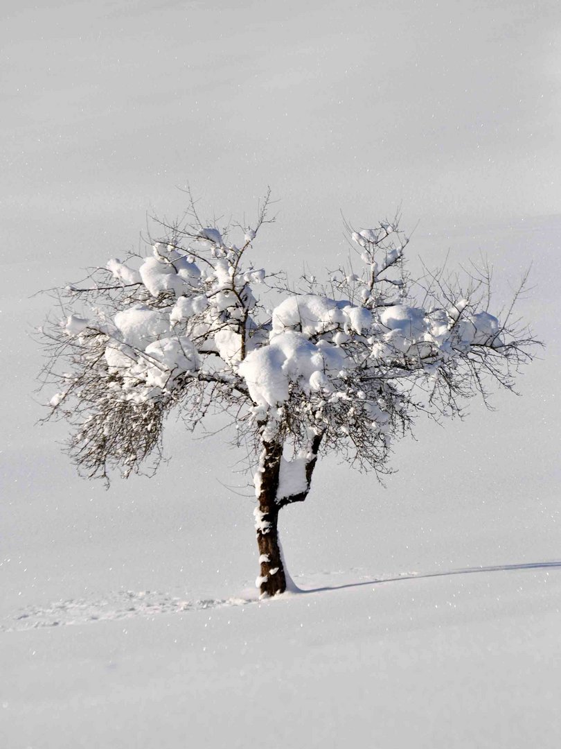 Apfelbaum in der Wiese