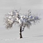 Apfelbaum in der Wiese