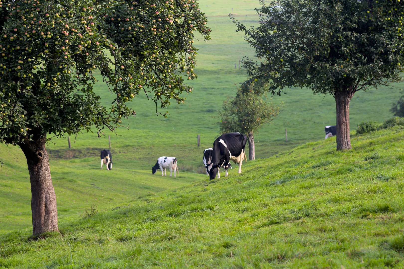 Apfelbaum in Eikamp