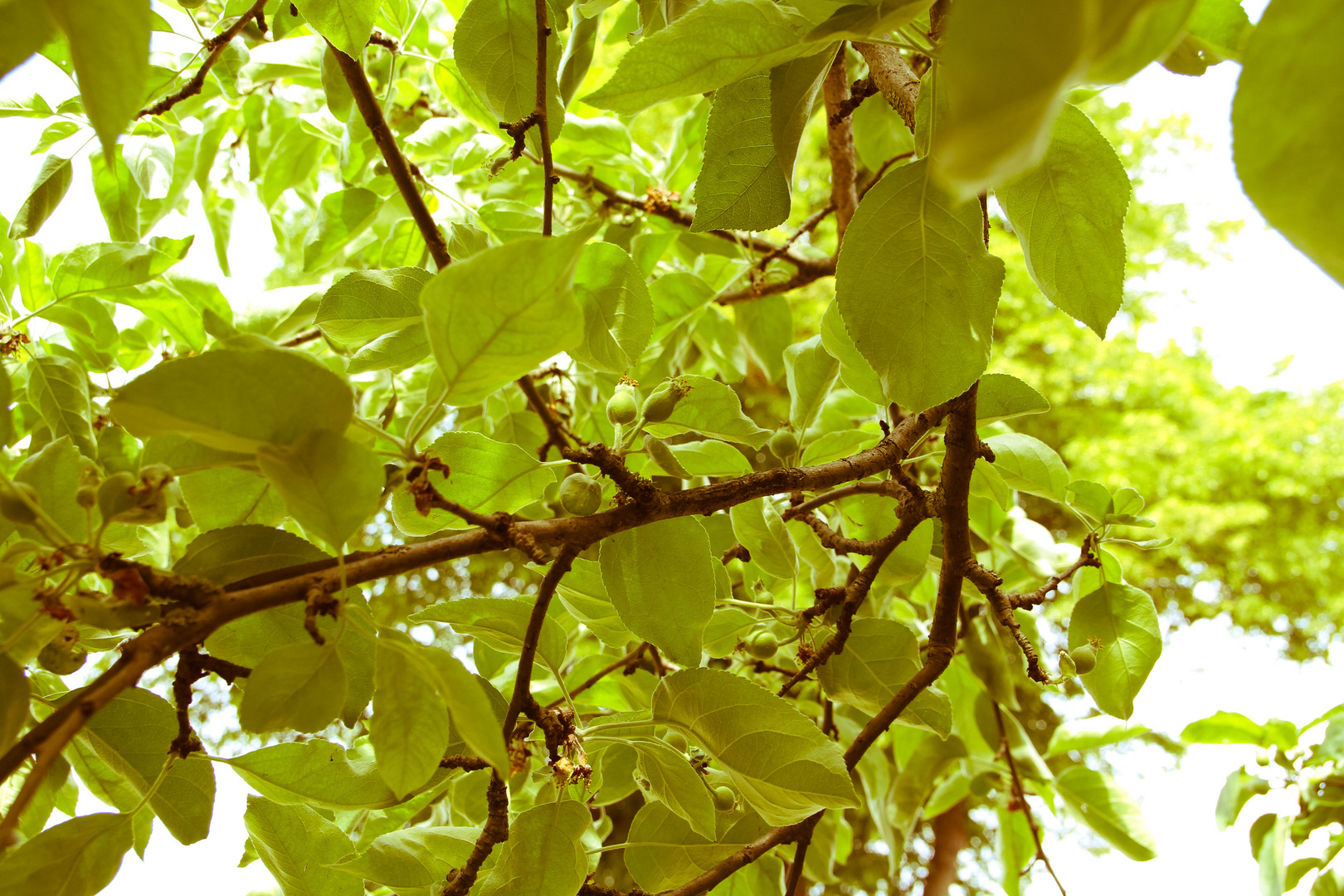 Apfelbaum in Omas Garten
