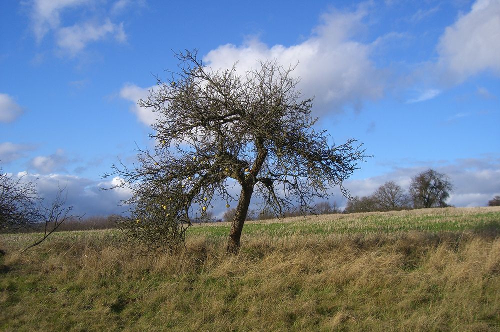 Apfelbaum in Ottweiler