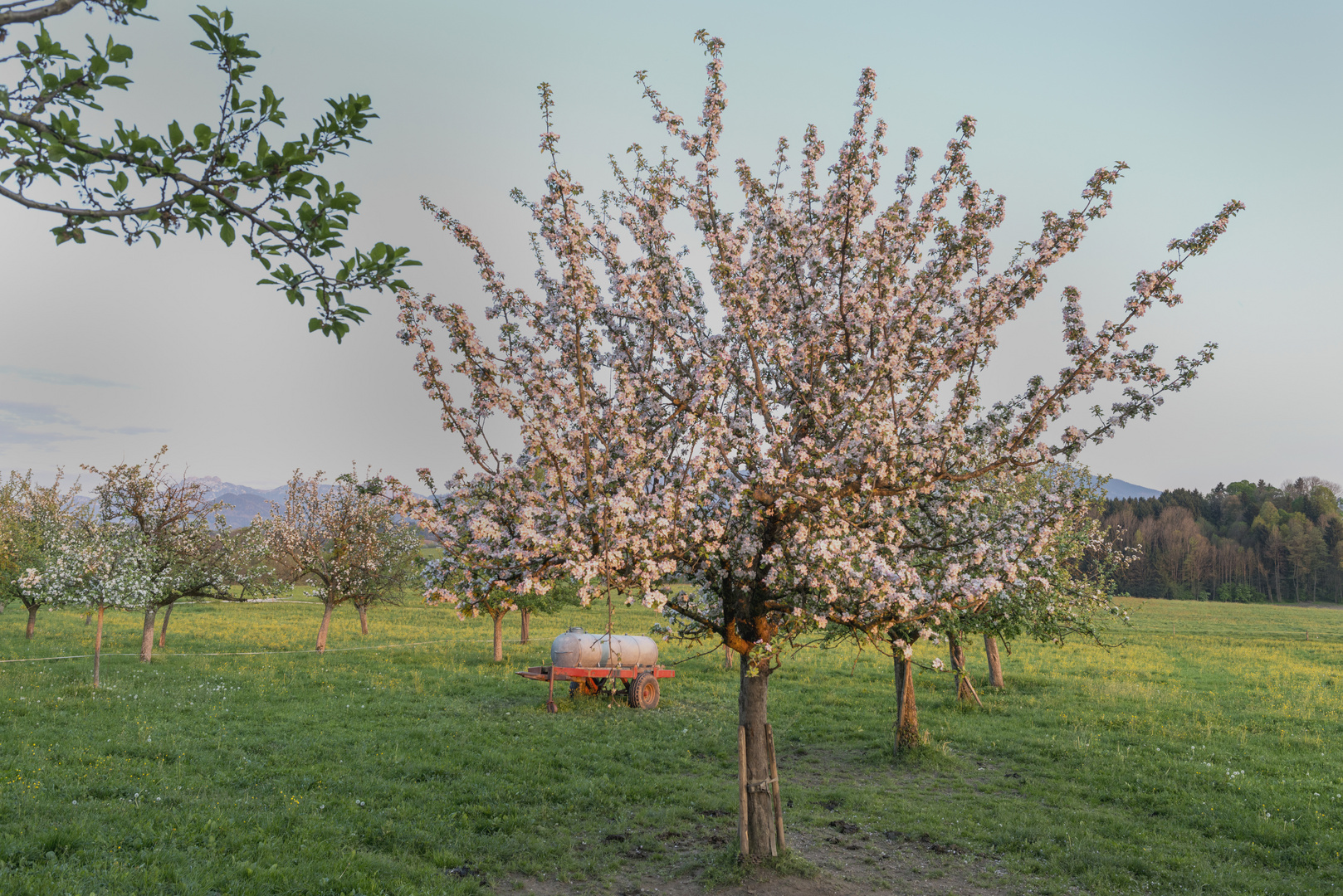 Apfelbaum in voller Blüte