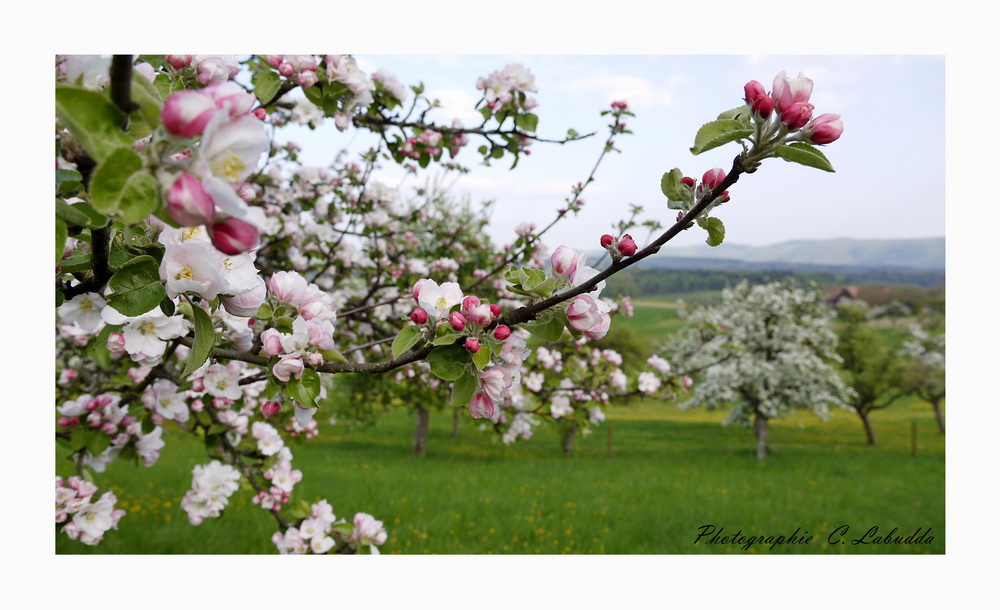 Apfelbaum in voller Blüte Foto & Bild | jahreszeiten, frühling, natur