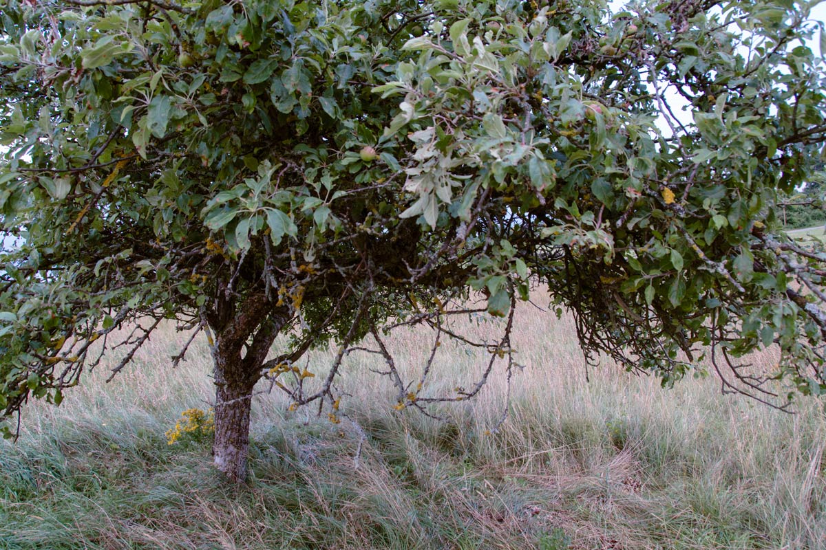 Apfelbaum-Johanniskraut 