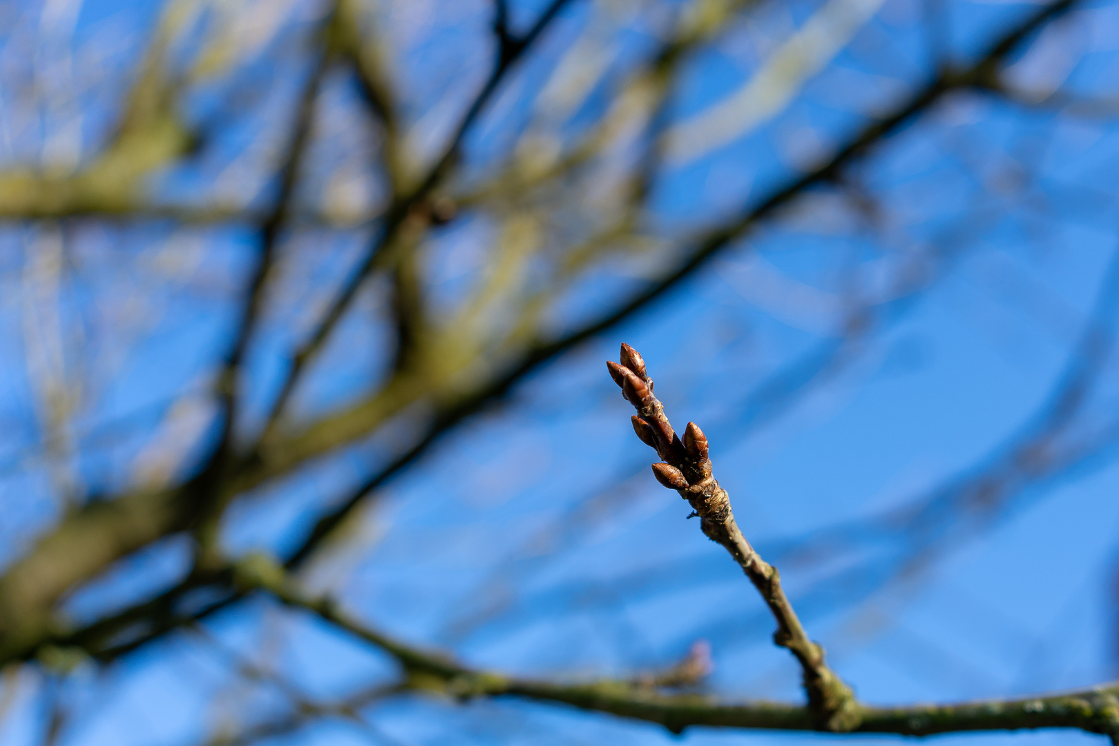 Apfelbaum Knospe im Winter