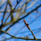 Apfelbaum Knospe im Winter