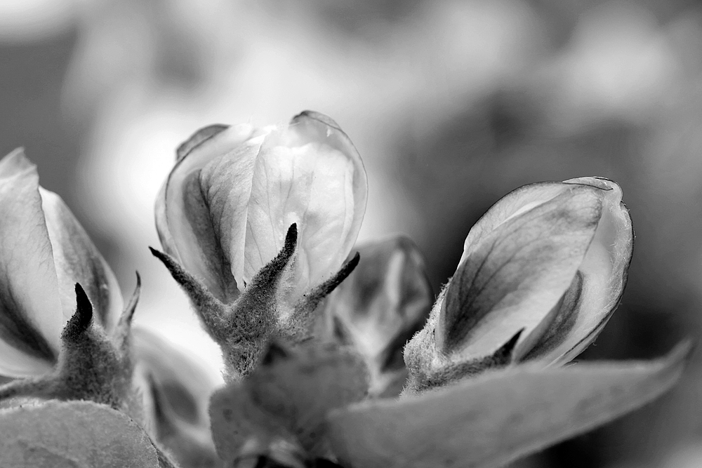 *Apfelbaum-Knospen*