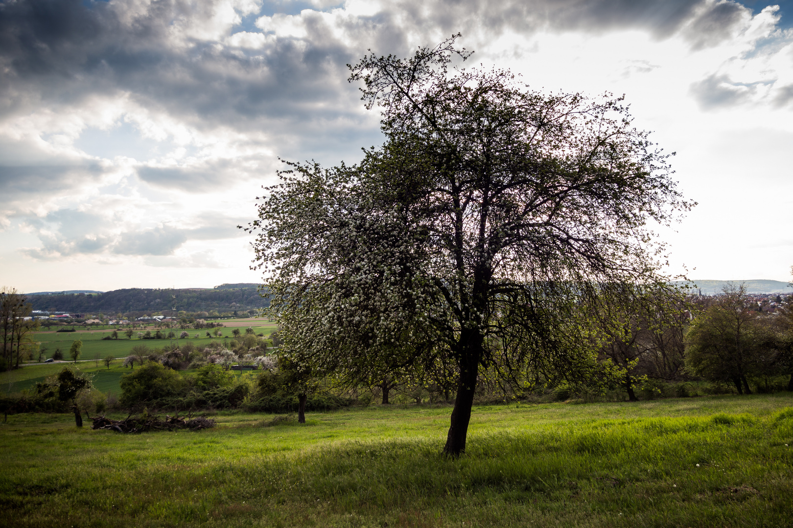 Apfelbaum mit Aussicht