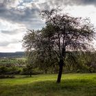 Apfelbaum mit Aussicht