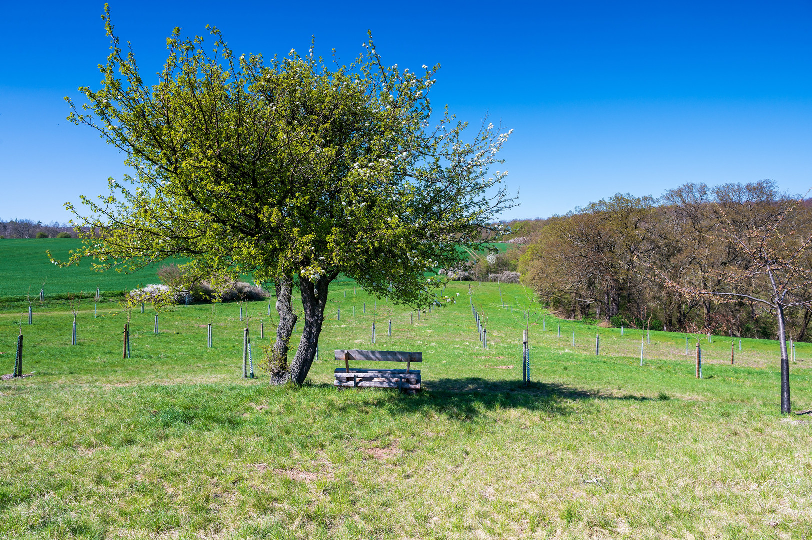 Apfelbaum mit Bank im Frühling