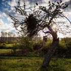 Apfelbaum mit Durchsicht