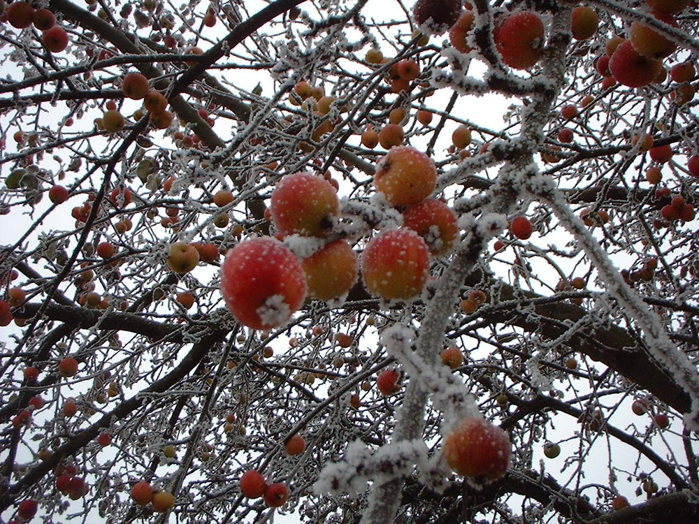 Apfelbaum mit Reif und gefrorenen Äpfeln