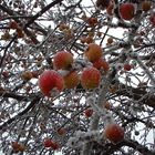 Apfelbaum mit Reif und gefrorenen Äpfeln