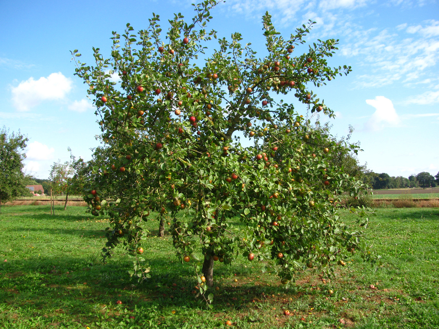 Apfelbaum mit reifen Früchten