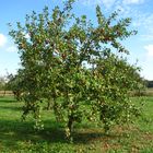 Apfelbaum mit reifen Früchten