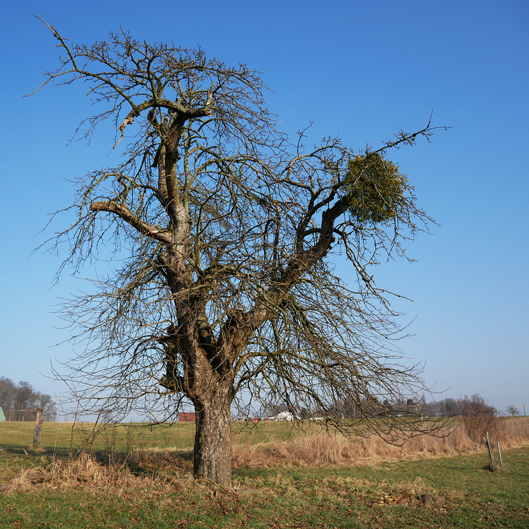 Apfelbaum mit Schmarotzer?