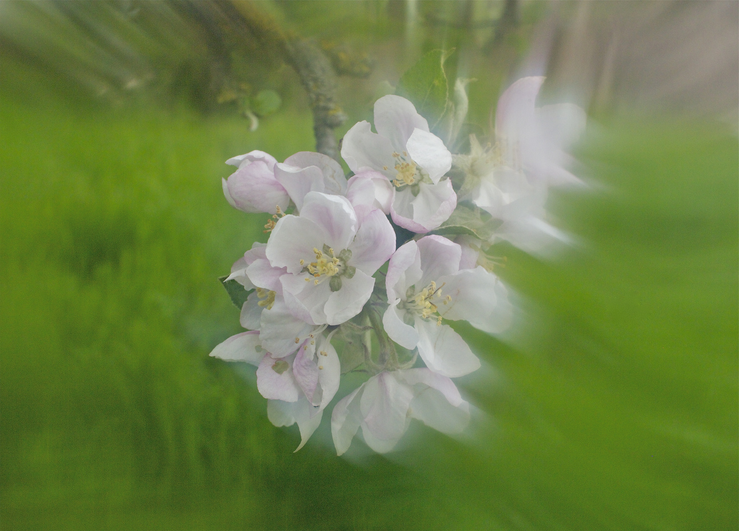 Apfelbaum ohne Befruchter