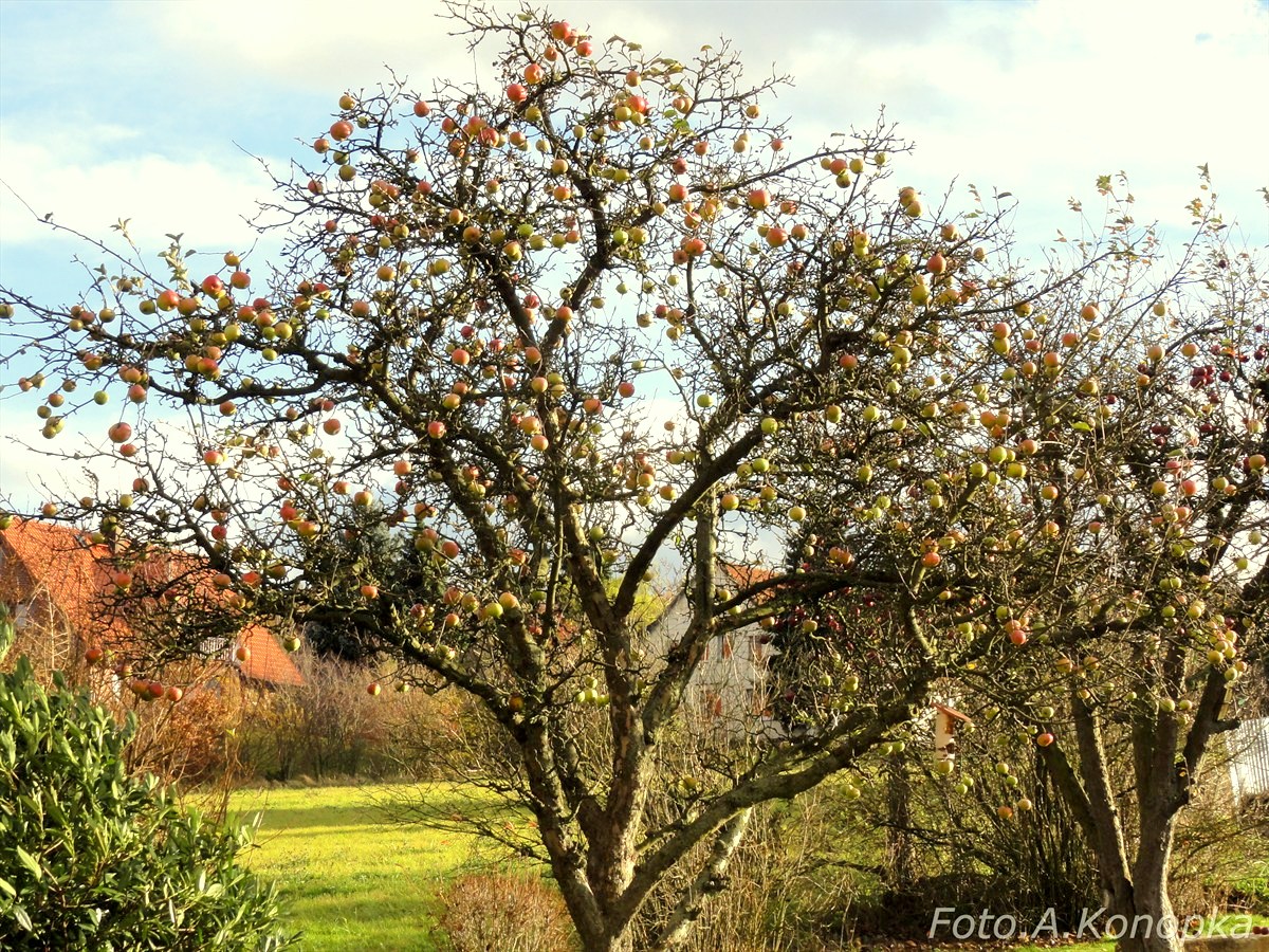 Apfelbaum ohne Blätter.