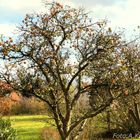 Apfelbaum ohne Blätter.