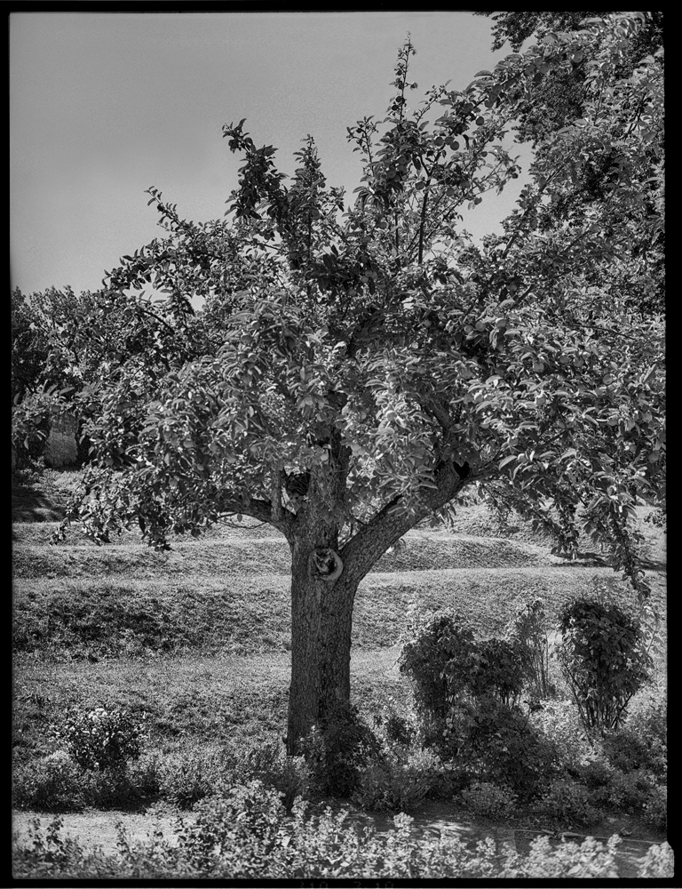 Apfelbaum ohne Eva
