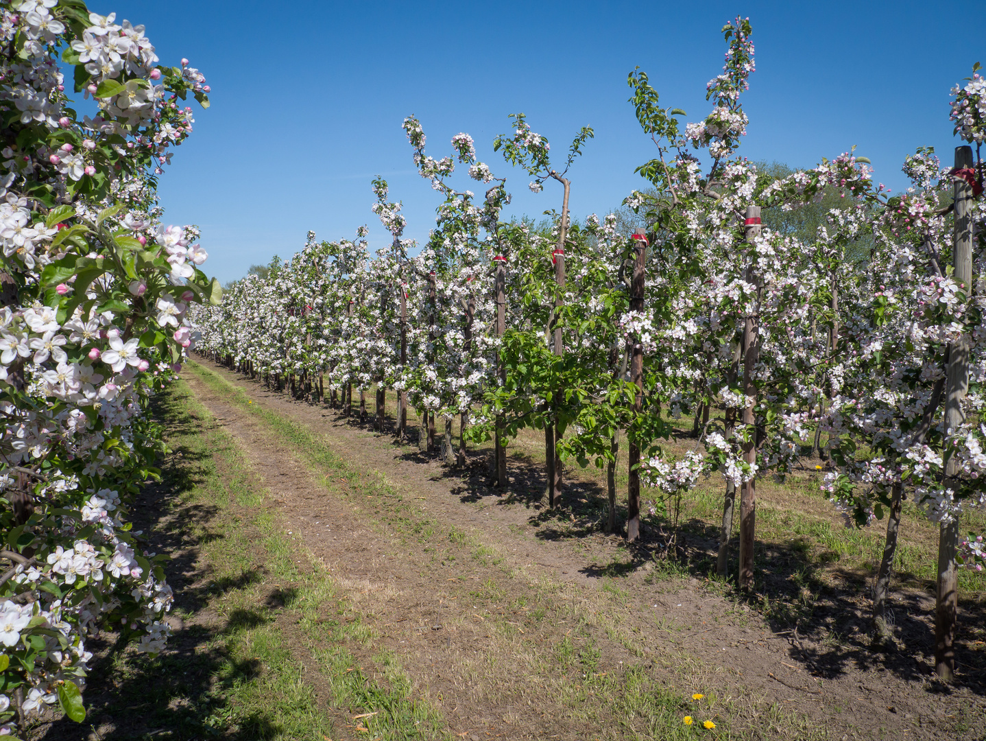 Apfelbaum-Plantage im Alten Land