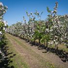 Apfelbaum-Plantage im Alten Land