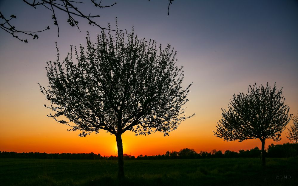 Apfelbaum-Scherenschnitt