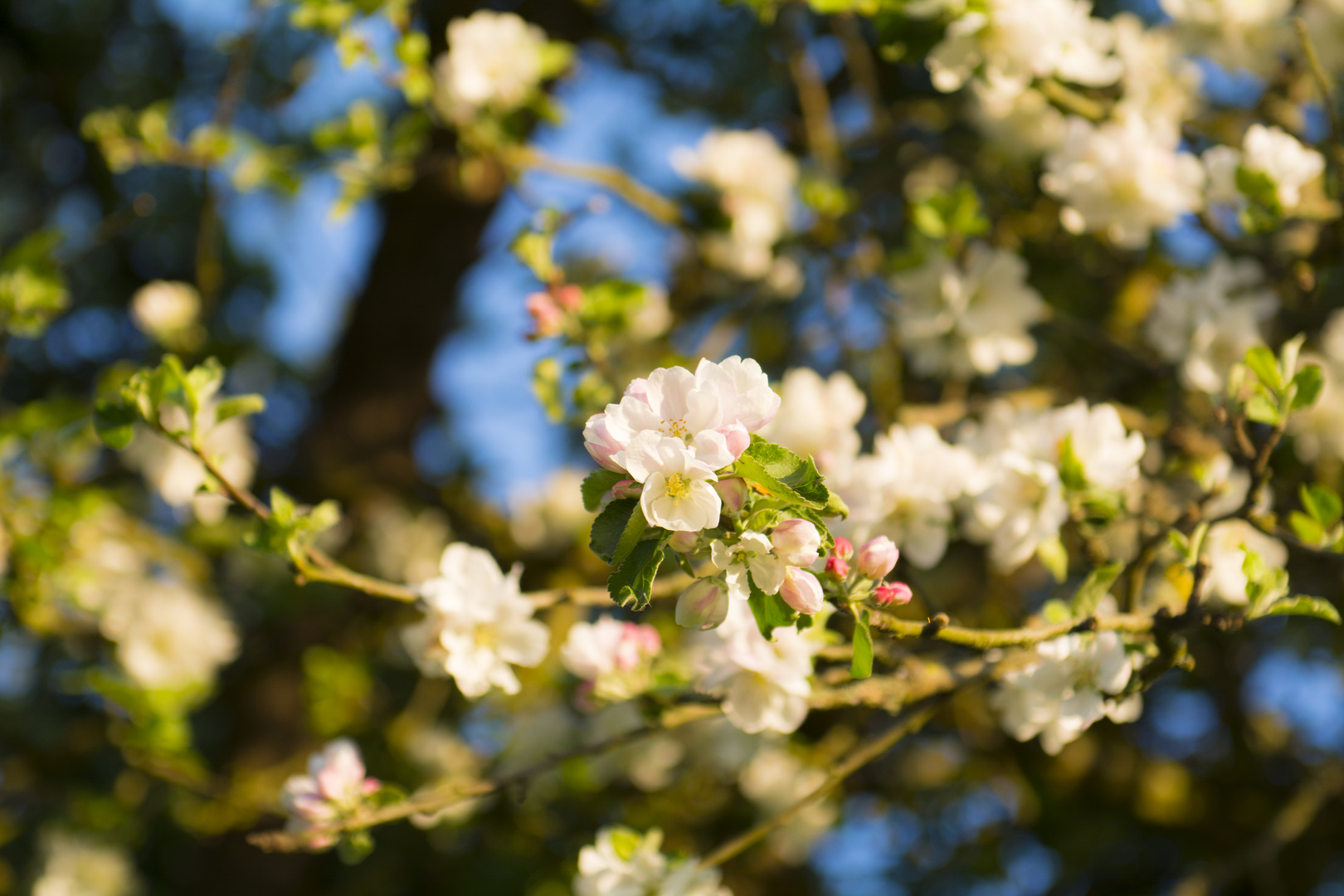 Apfelbaum steht in voller Blüte