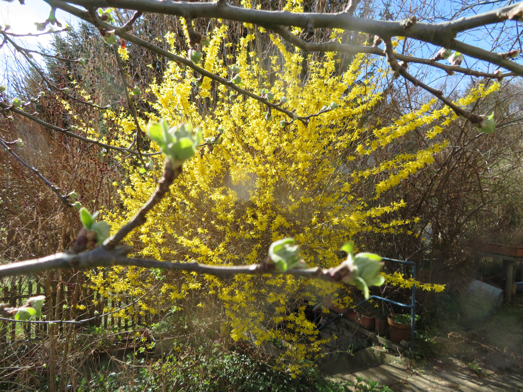 Apfelbaum treibt aus 