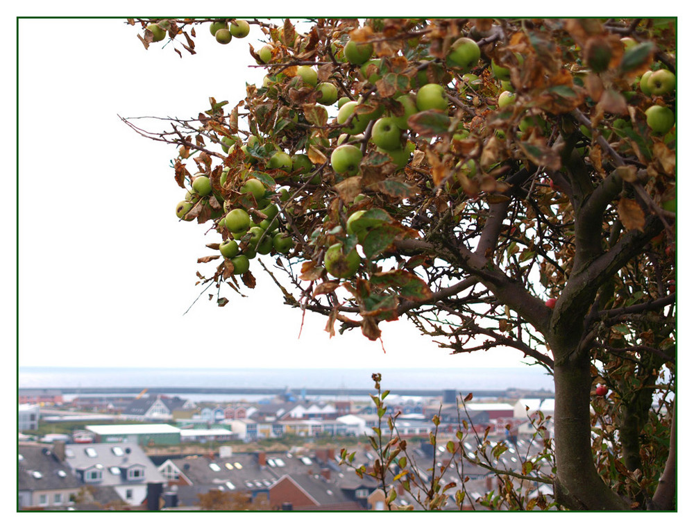 Apfelbaum über Helgoland