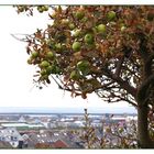 Apfelbaum über Helgoland