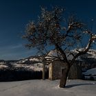 Apfelbaum und Wasserschloss