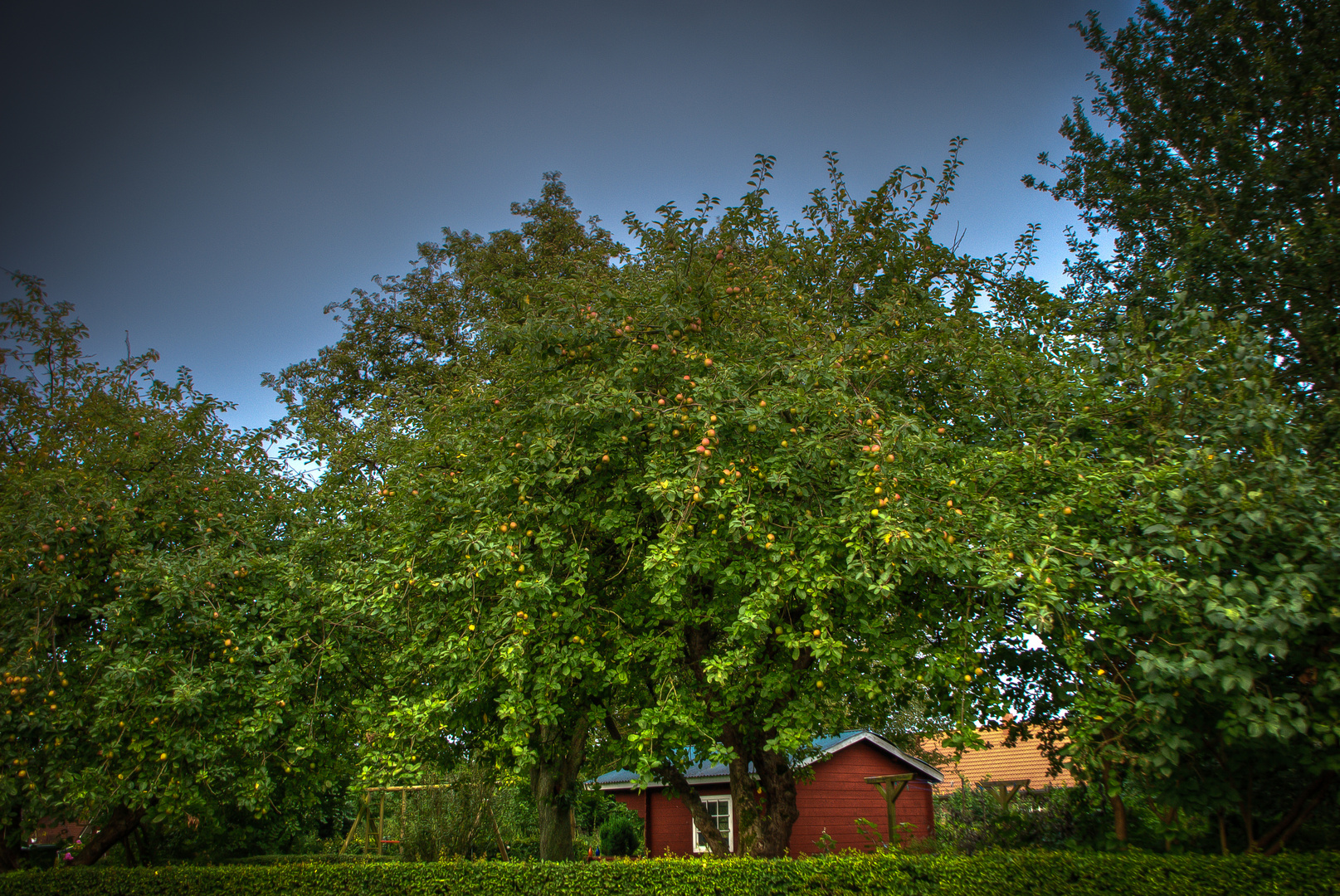 Apfelbaum unscharf