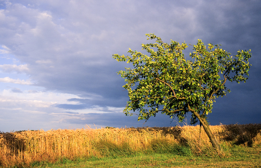 Apfelbaum vor Kornfeld