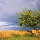 Apfelbaum vor Kornfeld