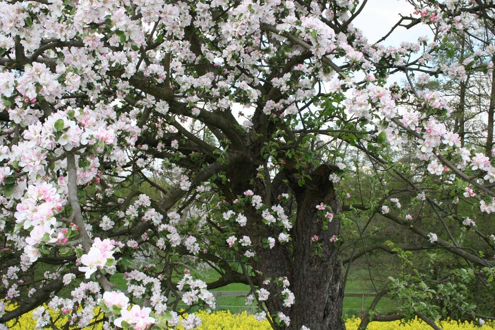 Apfelbaum vor Rapsfeld