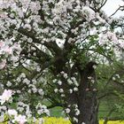 Apfelbaum vor Rapsfeld