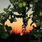 Apfelbaum vorm Sonnenuntergang