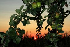 Apfelbaum vorm Sonnenuntergang