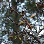 Apfelbaum - wenn das Leben sich zurückzieht