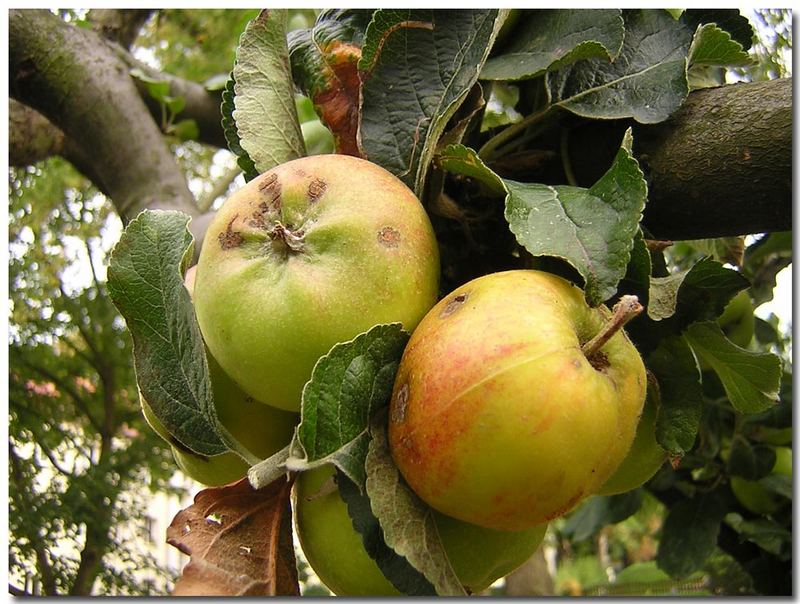 Apfelbaum - Wunder der Natur