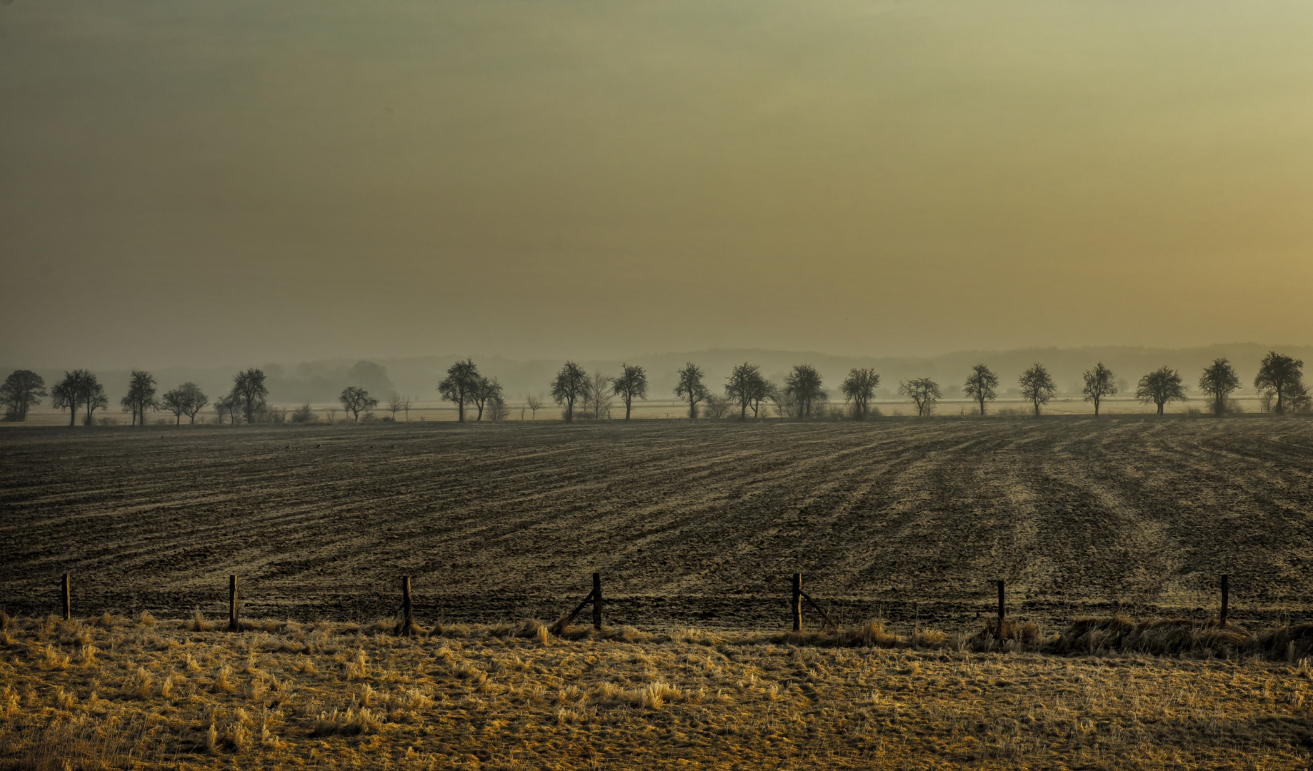 Apfelbaumallee an der Elbe