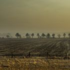 Apfelbaumallee an der Elbe