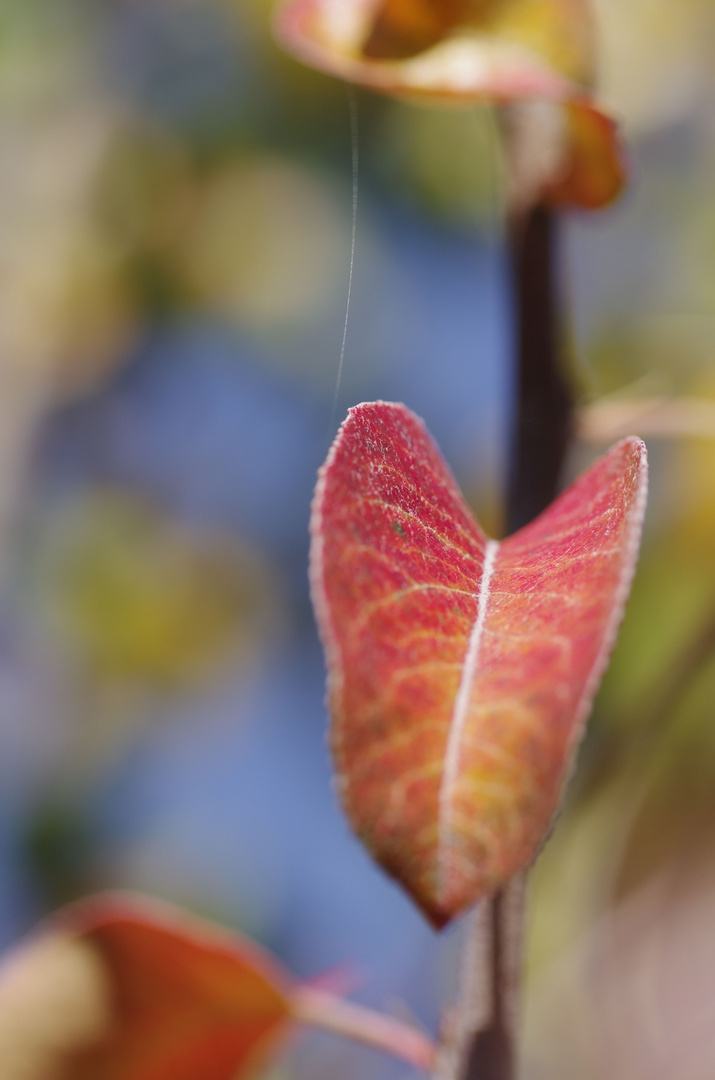 Apfelbaumblatt im Herbst...