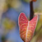 Apfelbaumblatt im Herbst...