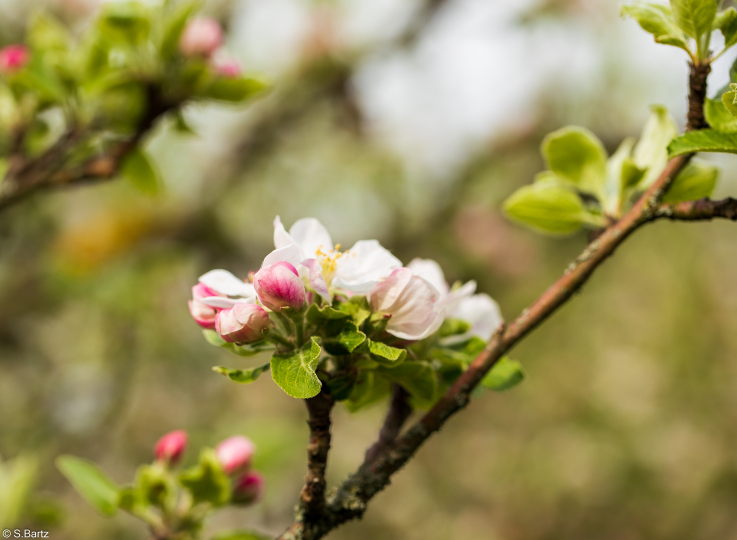 Apfelbaumblüte (1)