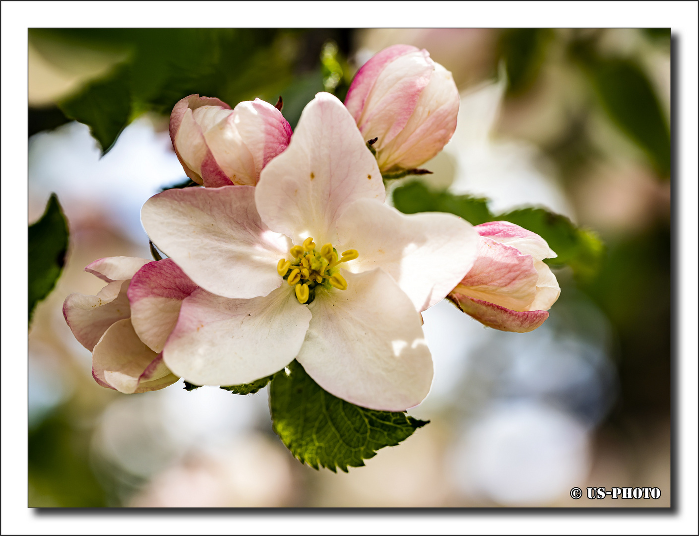 Apfelbaumblüte #2