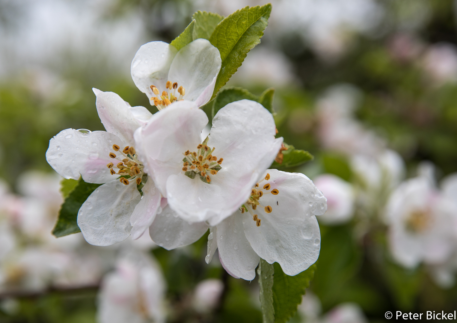 Apfelbaumblüte 2017